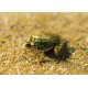Wenskaart "Frog Prince"