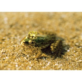 Wenskaart "Frog Prince"