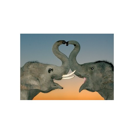 Card "Animal Love"